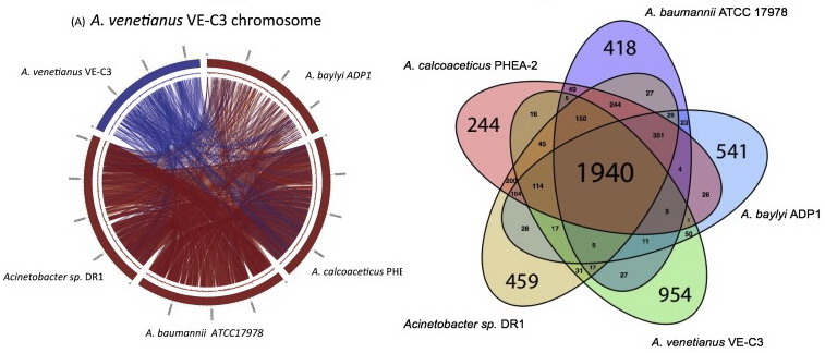 Batterio Acinetobacter venetianus VE-C3 - Protectaweb
